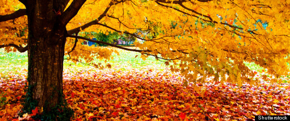Fall Colours