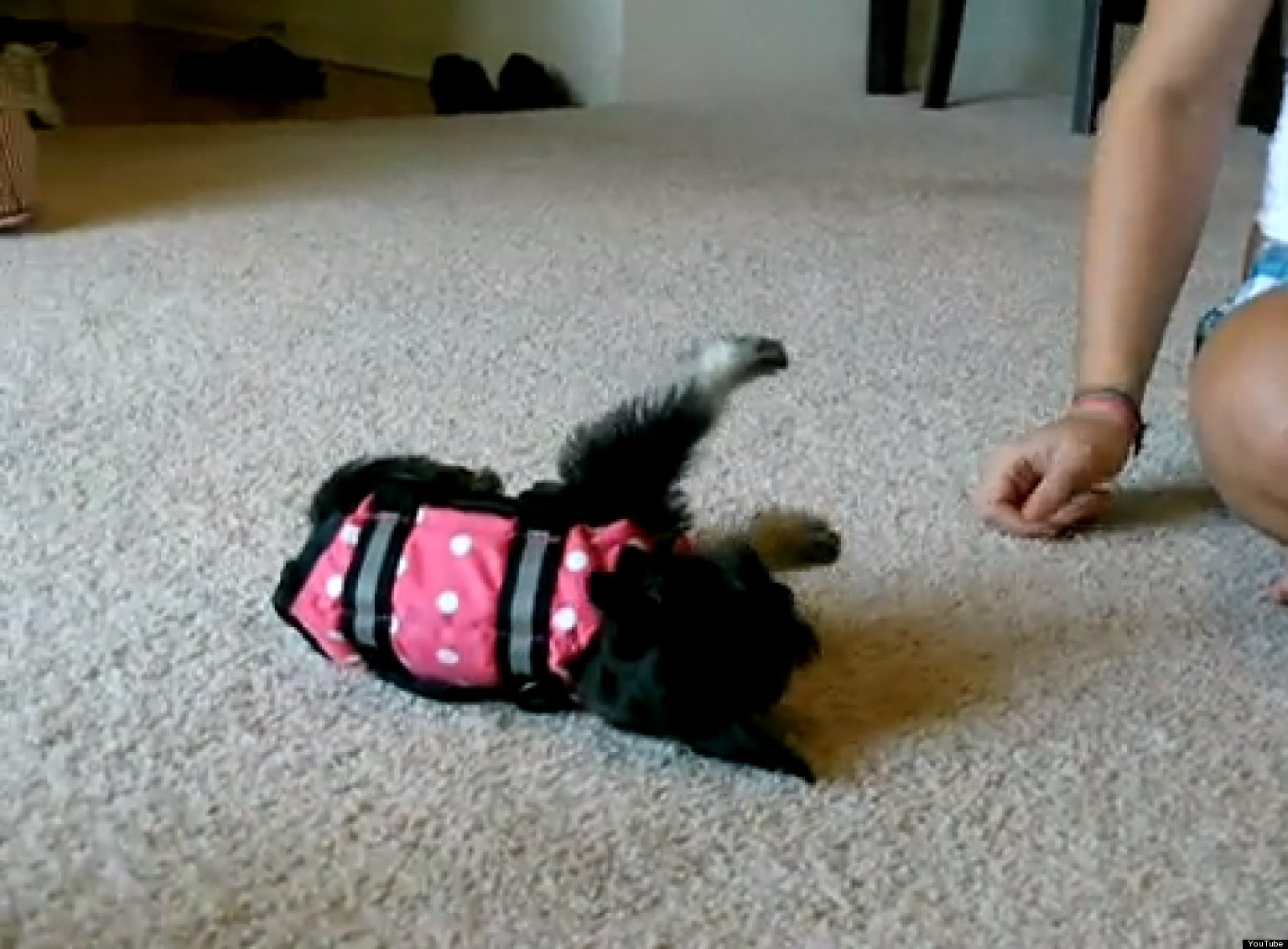 Puppy Can't Stand Up In Life Jacket Cute/Ridiculous Animal Thing Of