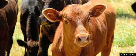 CATTLEMEN XL FOODS REOPEN