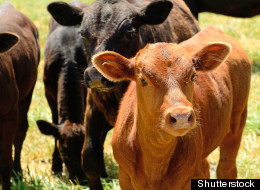 XL Foods May Reopen, But Will U.S. Markets Accept The Beef?