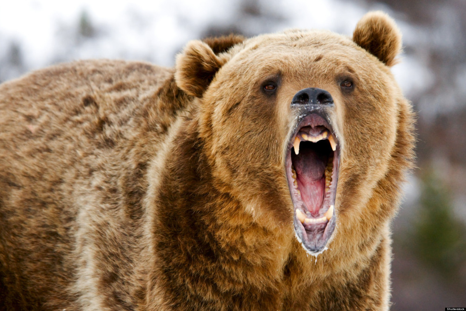 Banff Grizzly Bear Attack Dog Killed Trail Closed In Banff National Park