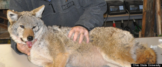 Coyote Monogamy