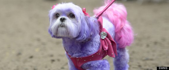 Dog Diva