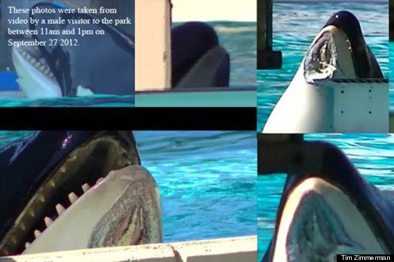 nakaiseaworld_640