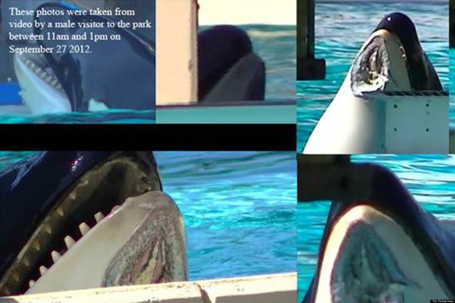 SeaWorld Killer Whale Nakai 'Loses Chunk Of Flesh' After Performance ...