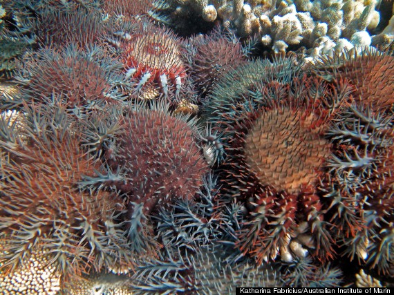 great barrier reef