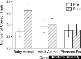 Cute Animal Pictures More Productive