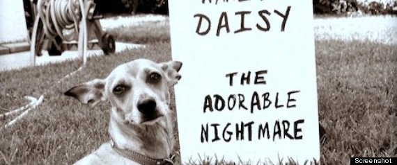Dog Shame Blues