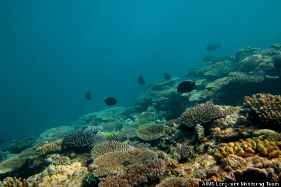 great barrier reef decline