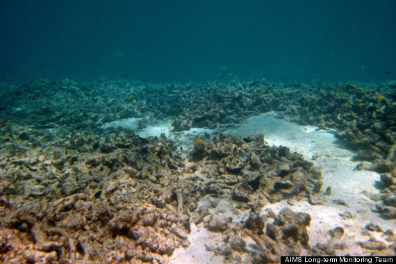 great barrier reef