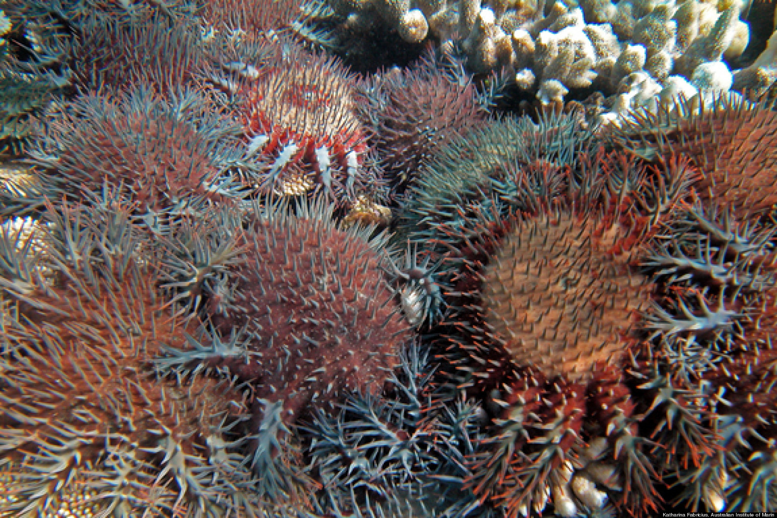 Great Barrier Reef Has Seen Major Decline In Past 3 Decades HuffPost