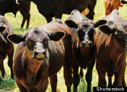 Where's The Beef? Canadians Reduce Consumption After Food Scare