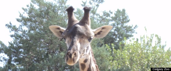 Giraffe Calgary Zoo