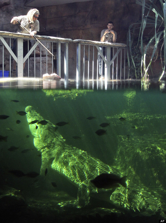 crocodile