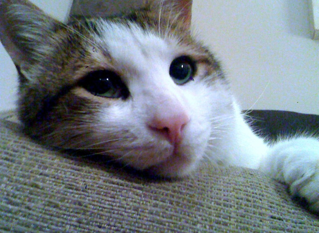 omar cat