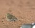 Bird Invades Yankees-Red Sox Game