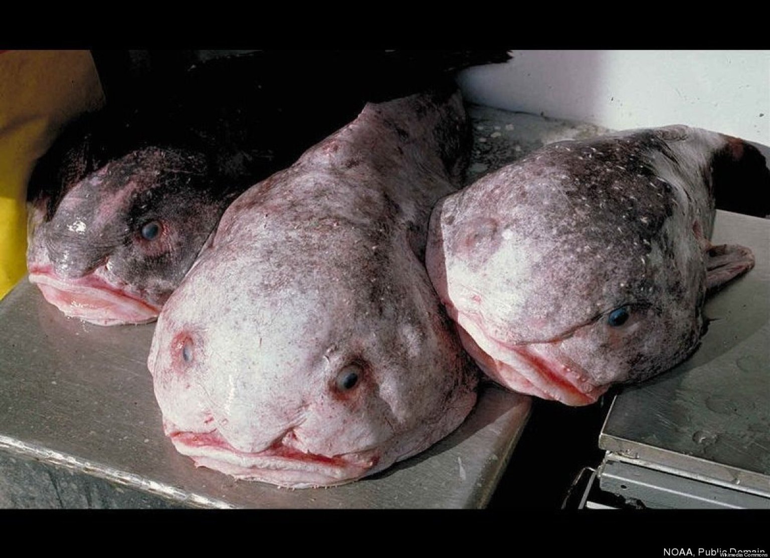 Deep Sea Creature PHOTOS Show Blobfish, Bioluminescent Plankton & Other