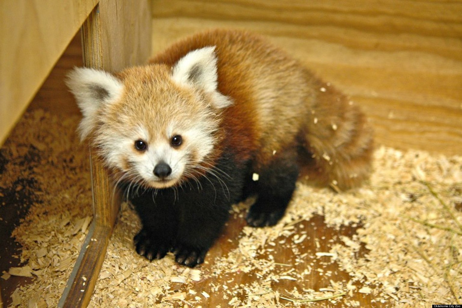 Newborn Baby Red Panda 'KayDee' Named After Hoop Star Kevin Durant (PHOTOS)