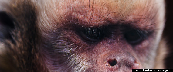 Mookie The Monkey