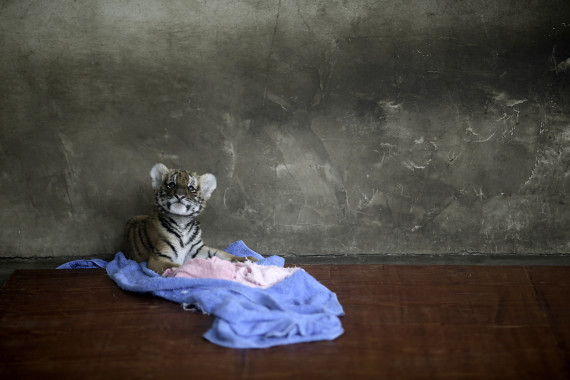 china_zoo