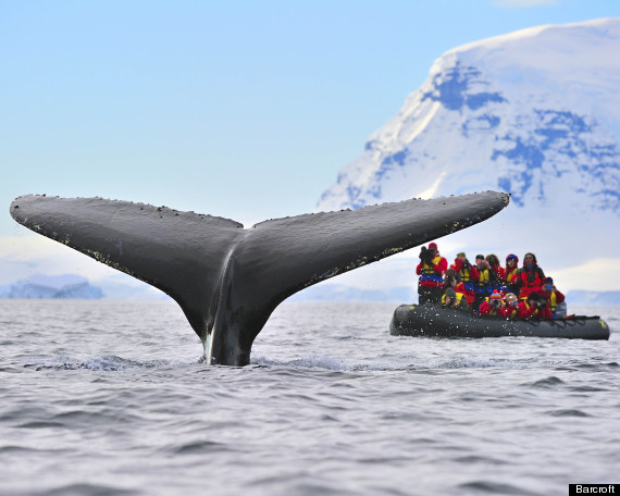 whale