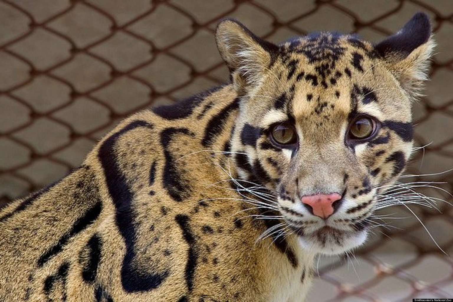 smithsonian-s-national-zoo-autumn-conservation-festival-clouded