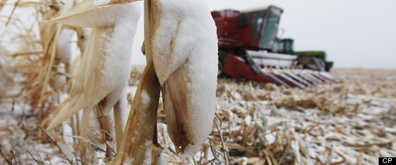 Manitoba Snow