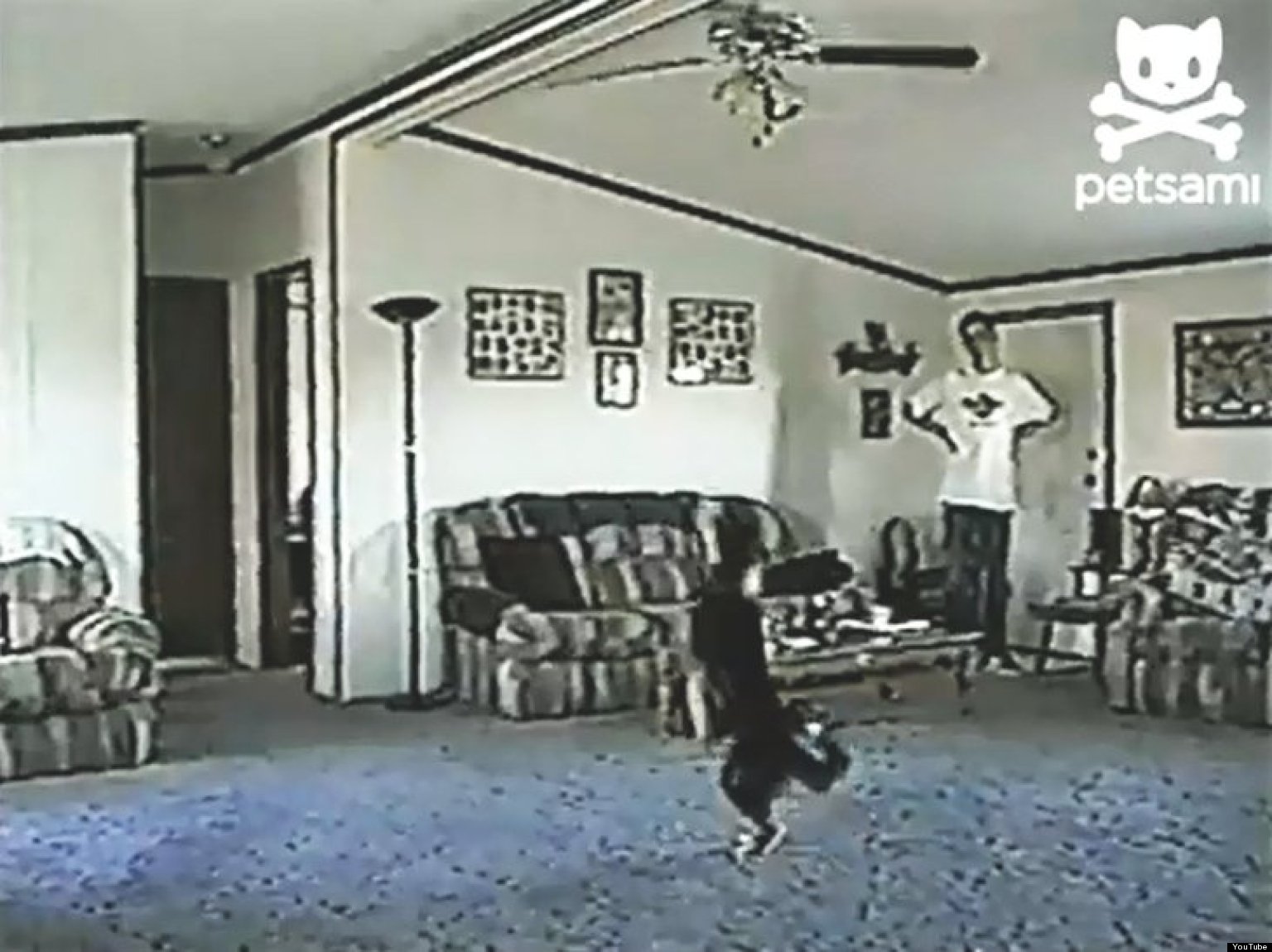 Dog Imitates Ceiling Fan (VIDEO) HuffPost UK