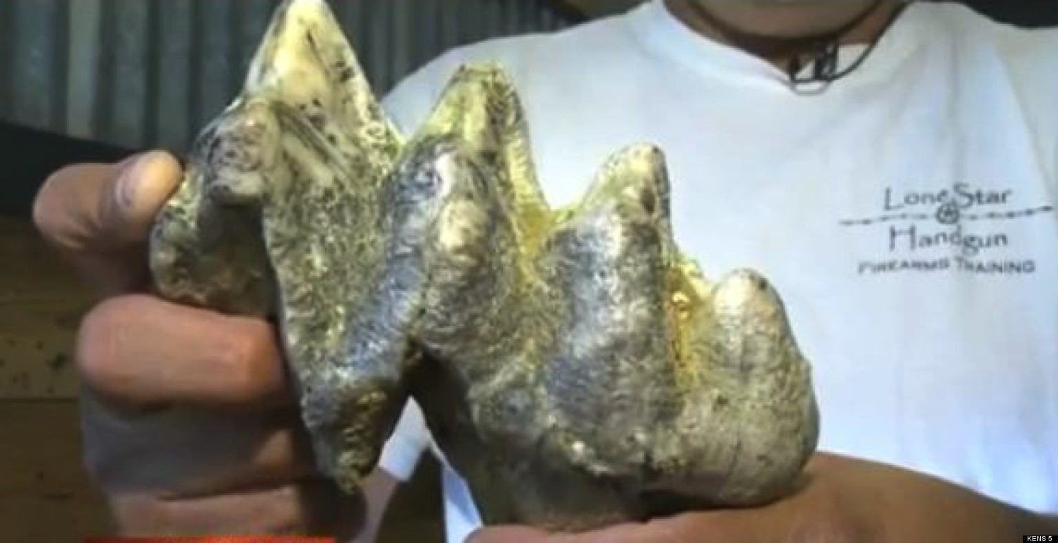 mastodon dinosaur tooth