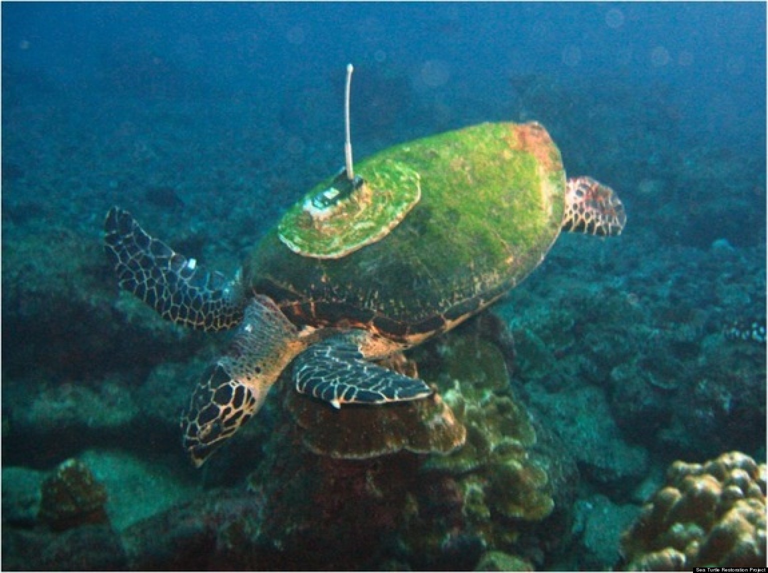 green-sea-turtle-facts-habitat-diet-conservation-more-my-race