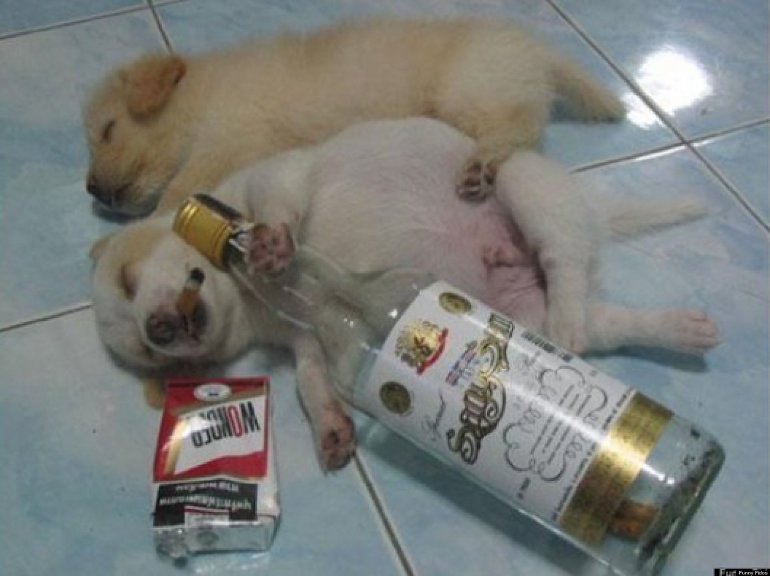 Drunk Animals Pets Reenact One Of Those Nights (PHOTOS) HuffPost