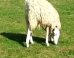 HOLY SHEEP! Does This Animal Really Have An Upside Down Head?