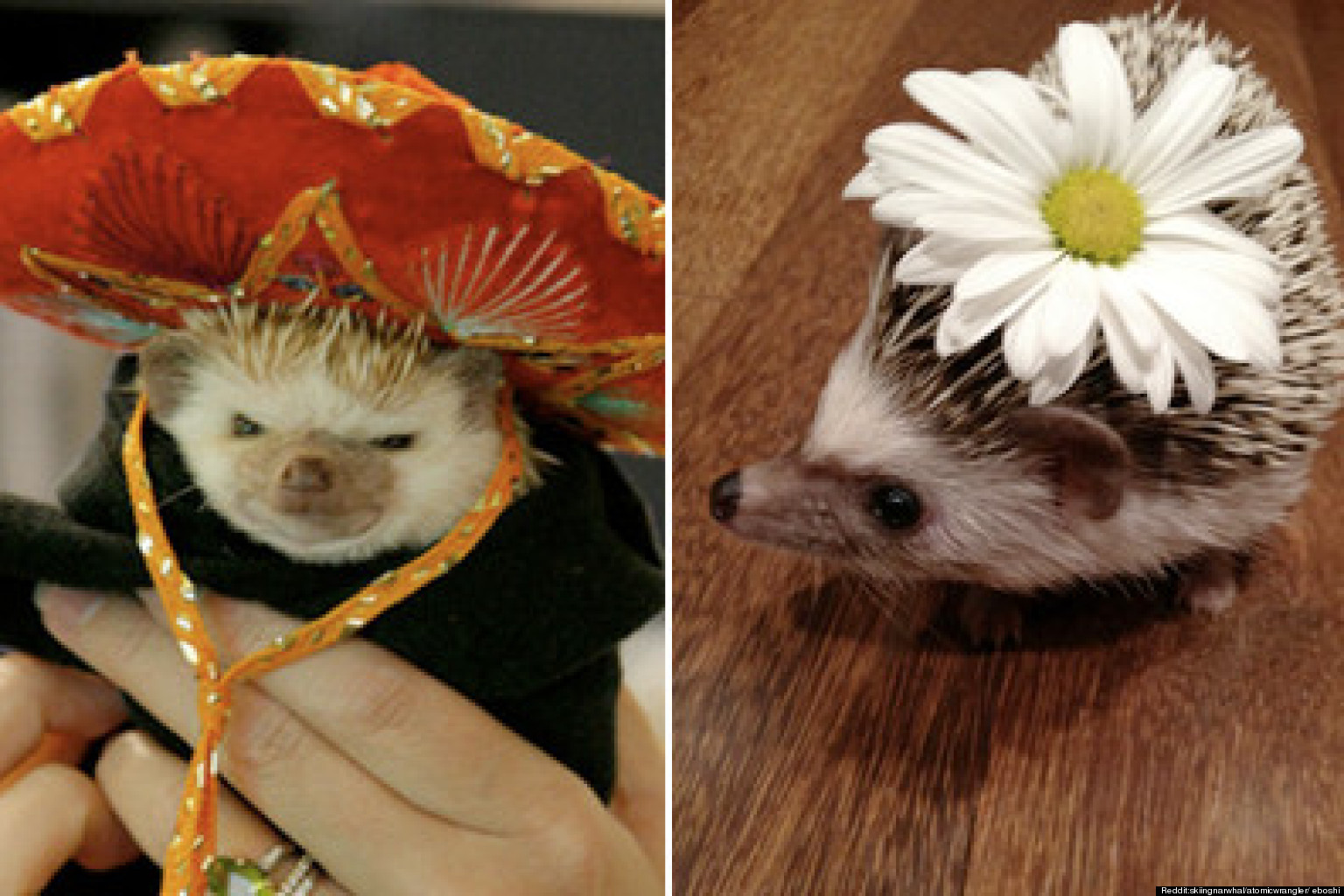 25 Hedgehogs Who Deserve Your Vote More Than Mitt Romney (PHOTOS