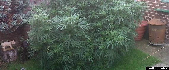 Cannabis