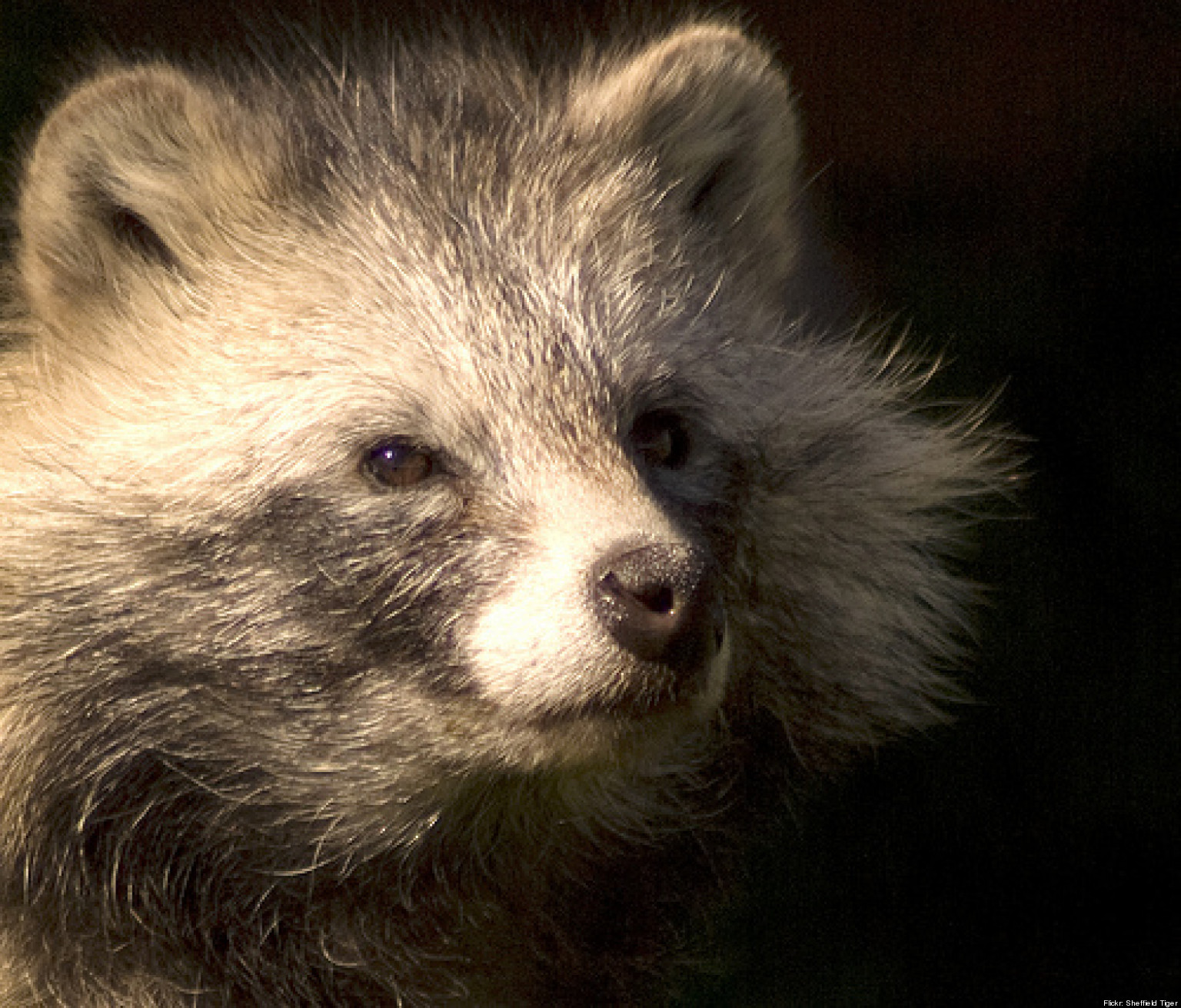 Raccoon Dogs Baffle Residents In Brecon, Mid Wales (VIDEO)