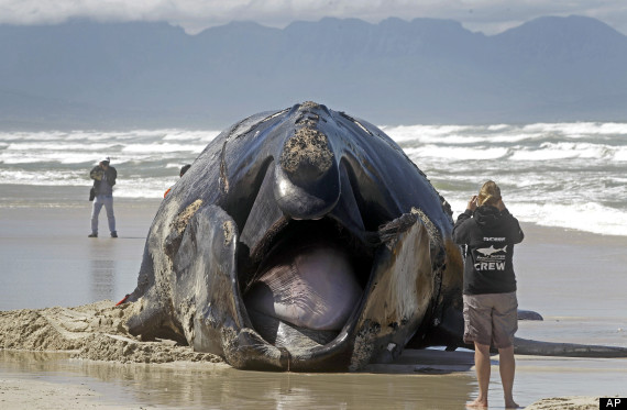 dead whale