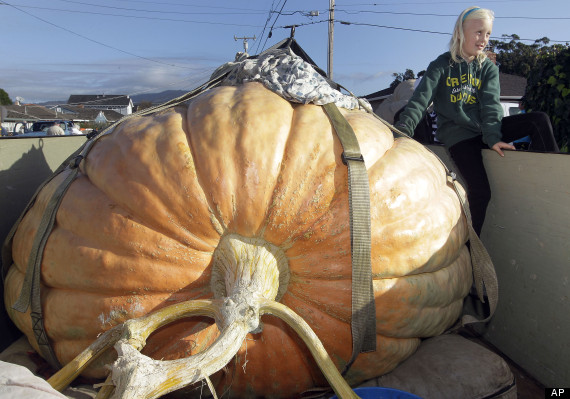 giant_pumpkin_contest