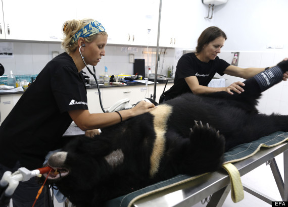 bear