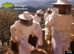 Apicultura para volver al pueblo (VÍDEO)