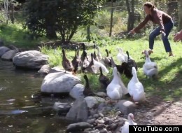 If we don't have sadness, how can we truly experience joy. s DUCKS WATER FIRST TIME large If we don't have sadness, how can we truly experience joy.