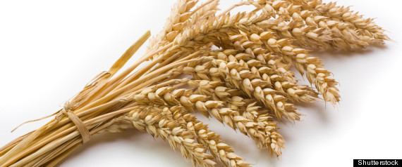 Wheat War