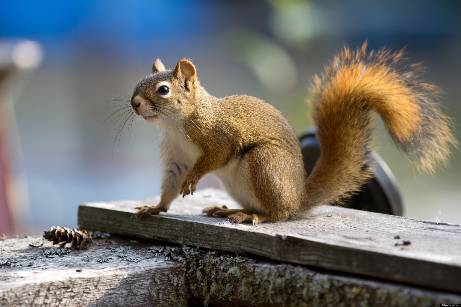 The FirstEver World Champion Squirrel Cook Off Crowns Winner (VIDEO