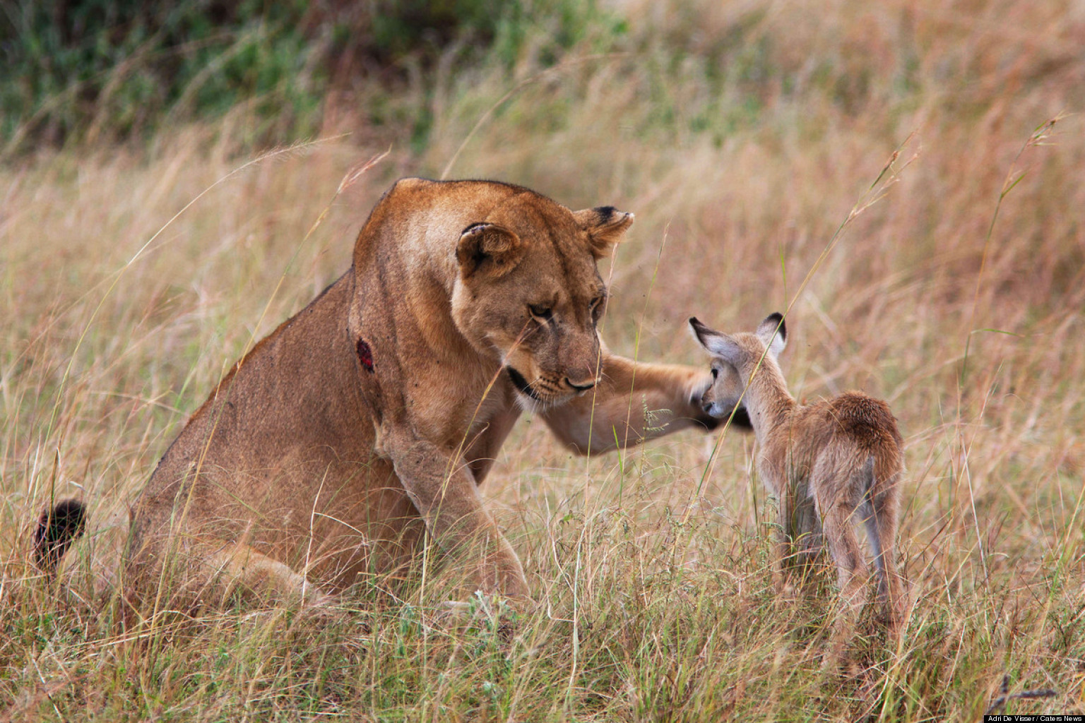 PHOTOS. Une lionne s'amourache d'une petite antilope