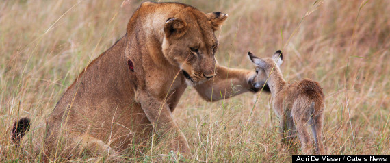 Lionne Antilope
