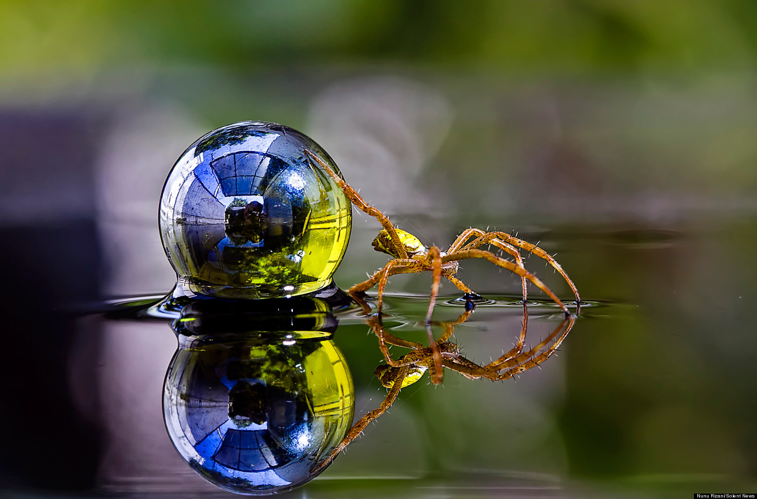 insects-walking-on-water-crystal-clear-photos-from-nunu-rizani-s-dewy