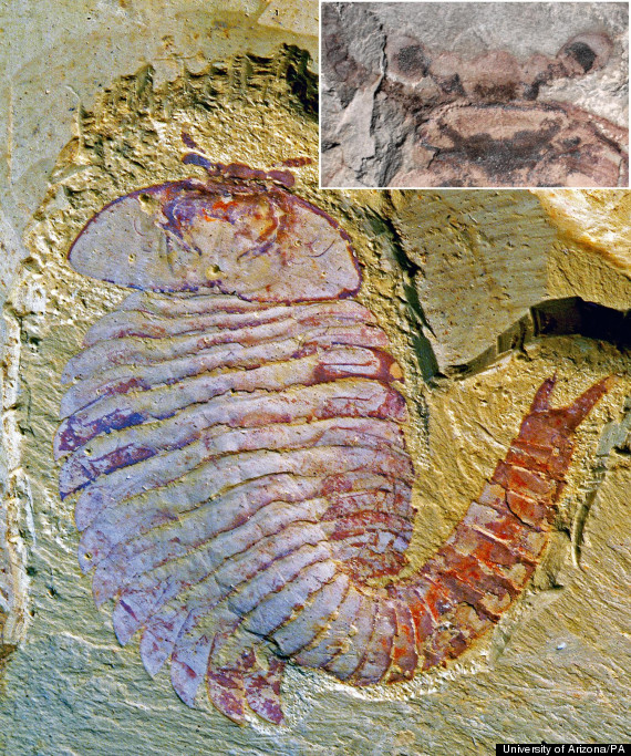 fossil