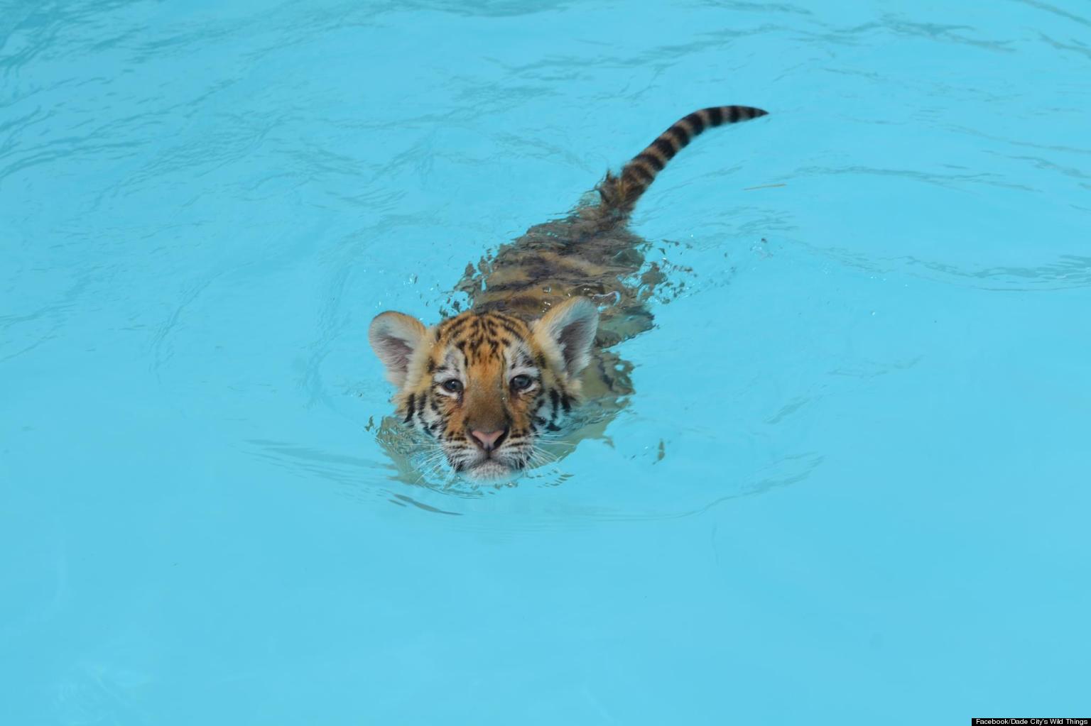 Swim With Big Cats At Dade Zoo's Tiger Pool Party In Florida (PICTURES