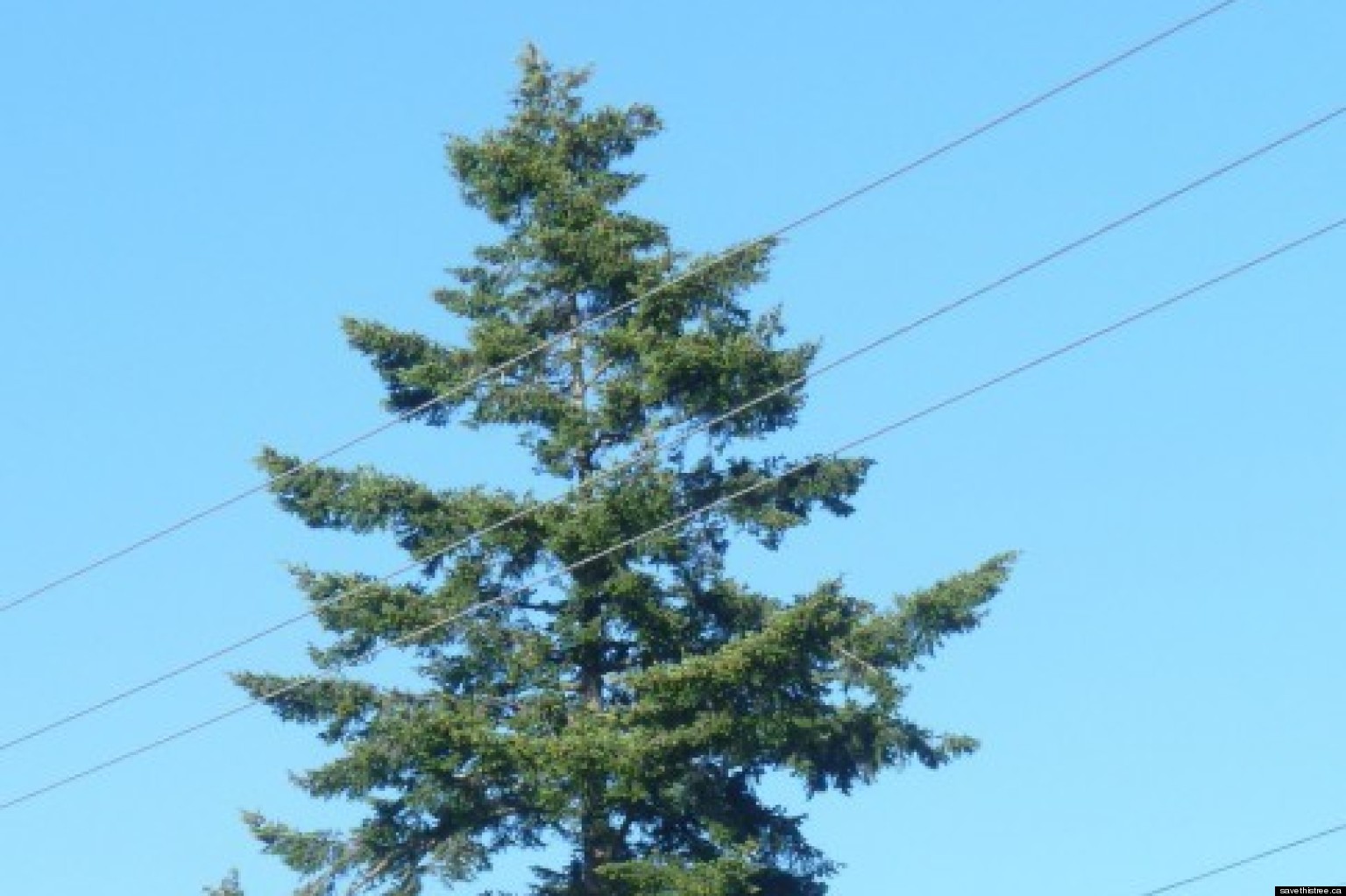 300YearOld Douglas Fir Protected By Saanich Residents