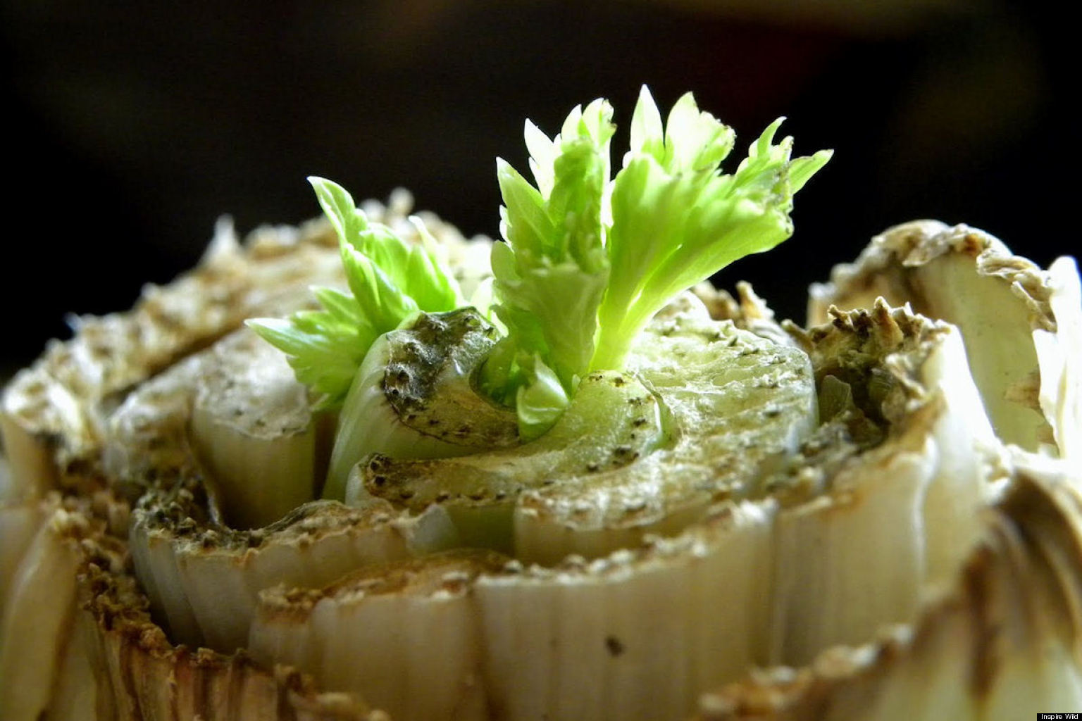 How To Regrow And Recycle Celery Again And Again HuffPost