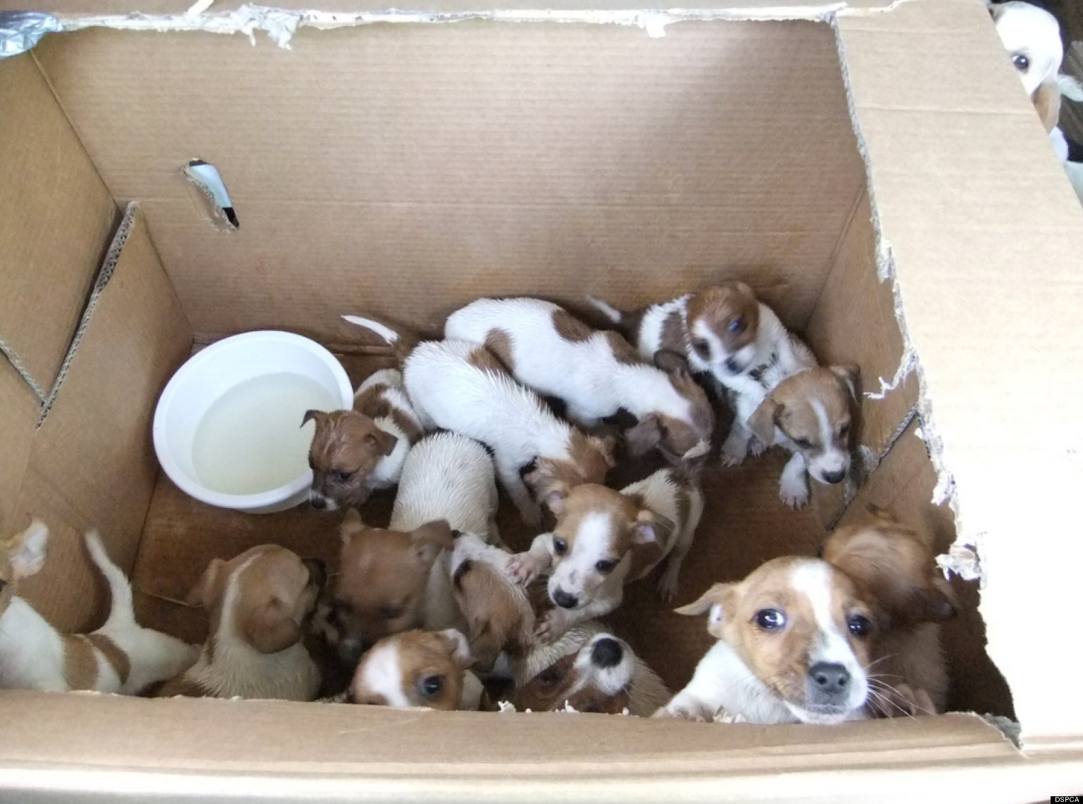 Puppies Found In Dublin Cars Animal Cruelty Investigation Launched